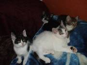 4 Very Pretty Kittens