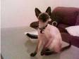 Traditional Siamese Seal Point. 6 months old Siamese....