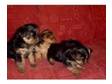 Yorkshire Terrier Puppies For Sale. 4 Adorable and very....