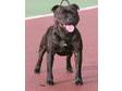 Pedigree KC Registered Staffordshire Bull Terrier Puppies in swansea