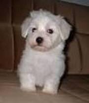 MALTESE PUPPIES FOR RE HOMING