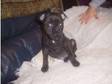 staffordshire bull terrier pup. grab a bargain due to....