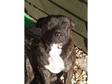 Beautiful Registered Pedigree Staffy Dog - 14 months old