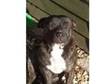 Beautiful Registered Pedigree Staffy Dog - 14 months....