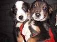 Border Collie Puppies. Tri coloured Border Collie....