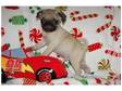 CUTE PUG puppies for christmas KC and health checked.....