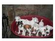 Jack Russel Puppies. Seven Jack Russel Puppies 4 boys 3....