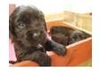 Cocker spaniel puppies for sale. Very sweet black and....