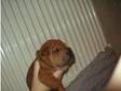 sharpei pups. very wrinkly 8wk old sharpei's. 3 boys and....