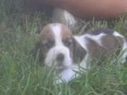 Quality KC Registered Basset Hound Puppies with champion bloodlines