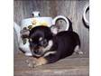 Tea Cup Chihuahua Puppies. These Home and toilet trained....