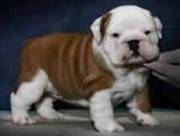 English Bulldog Puppies Available ! mora_antony@yahoo.com