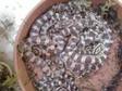 CAROLINA CORN snakes - these can grow to maximum of 6 ft....