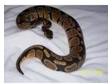 Royal Python with tank and all the kit!. Eight month old....