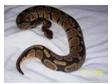 Eight month old Royal Python for sale with tank and all....