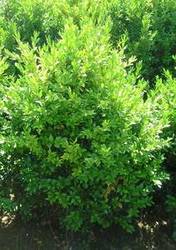 Buxus sempervirens XL plants Box hedging root-ball 50-60cm tall x 100