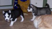 LOVELY HUSKY PUPPIES FOR ADOPTION 