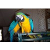 Talking Blue and Gold Macaws